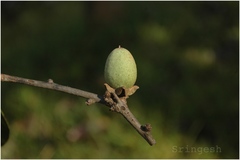 Diospyros candolleana